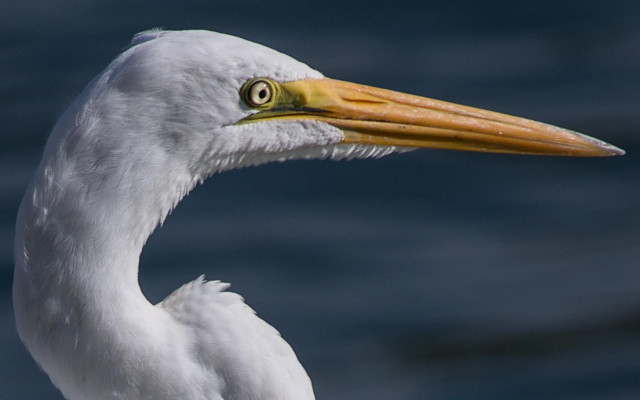 Great Egret. Merritt Island National Wildlife Refuge, FL. 27 June 2026. 