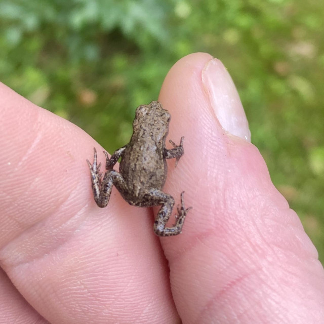 Tiny four legged friend on my hand