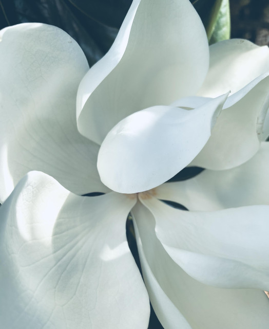 An open magnolia flower