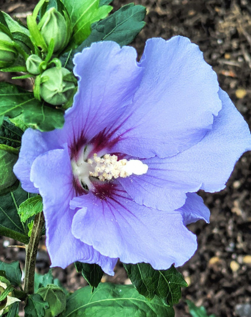 Closeup of a pale blue hibiscus flower on its plant, the stamen is white and the center of the flower is a dark reddish purple