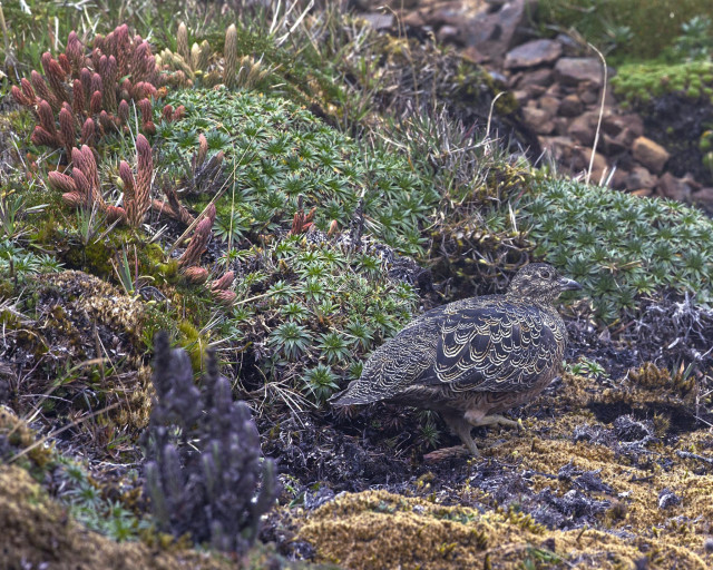 An alpine-type landscape full of short plants including odd-looking red succulents to the upper left, star-shaped green succulents in the center, and some rocks covered in yellow moss to the lower right.  In this confusion of unusual plants stands a highly patterned birb in shades of brown.  What the bird intends to camouflage as is pretty unclear but the camo is actually pretty good even though the plants around are not in fact brown... This is the Rufous-bellied Seedsnipe of the paramo -- high Andes above the treeline.  Cayambe-Coca, Ecuador. Photo by Peachfront.  