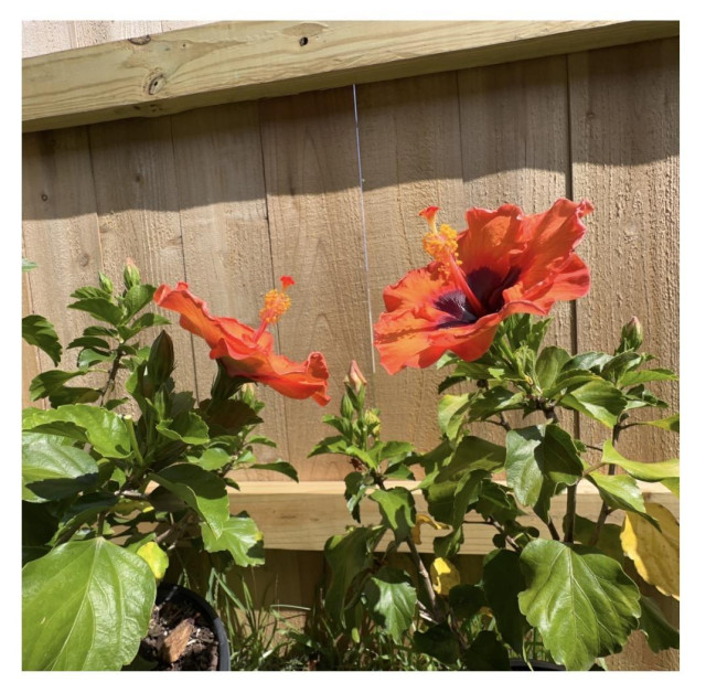 Two reddish/orange hibiscus flowers in full bloom, each in a separate pot. They appear to be "looking" in each other's direction.  There is a cedar picket privacy fence behind them.