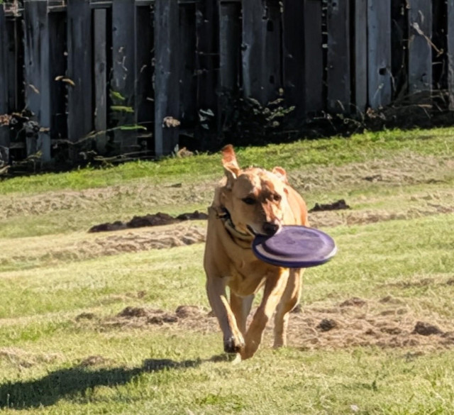 Golden lab is running with a purple Frisbee in her mouth. 
