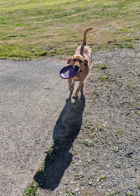Golden lab id bringing me the purple Frisbee she is off the grass onto the gravel and is casting a long shadow. 
