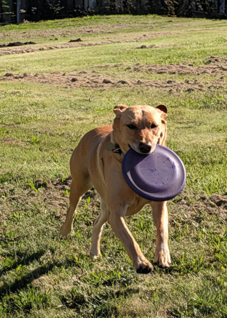 Golden lab is running with a purple Frisbee in her mouth. 