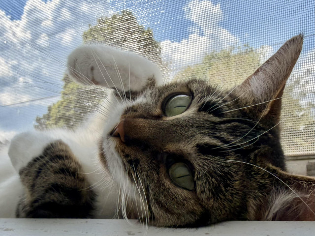 Brown & white Tabby laying on her back in window, paws in the air, looking at the camera