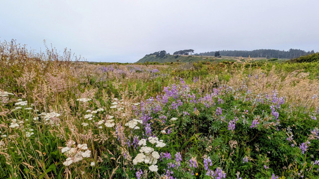 A field of wildflowers with Table Bluff in the distance. An overcast early morning last Wednesday. 
