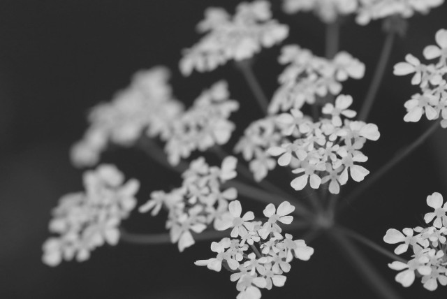 Black and white macro photograph of an umbel of cow parsley flowers, showing groups of tiny 5-petaled flowers gathered on a small stem, all starting from the same point at the end of a long stem.

Photographie macro en noir et blanc d'une ombelle de fleurs de l'anthrisque des bois, montrant des groupes de minuscules fleurs à 5 pétales réunies sur une petite tige, toutes partant du même point au bout d'une longue tige.