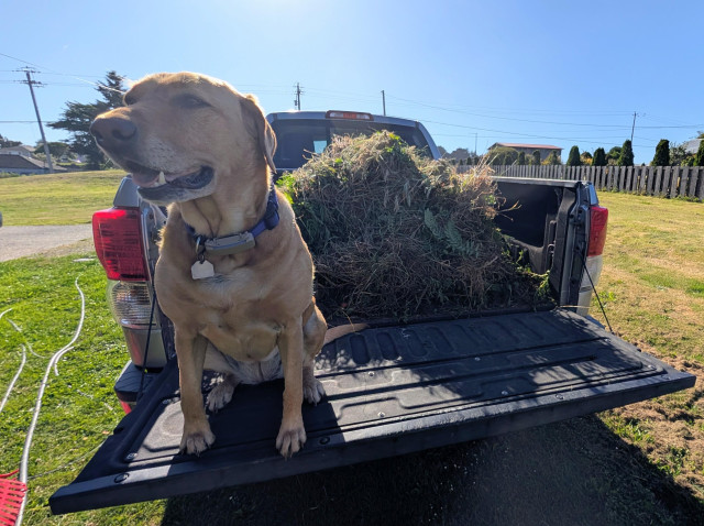 Golden lab is sitting on the tailgate of a pickup. The bed is  half full of greenwaste. 
It is a sunny day at break time. 