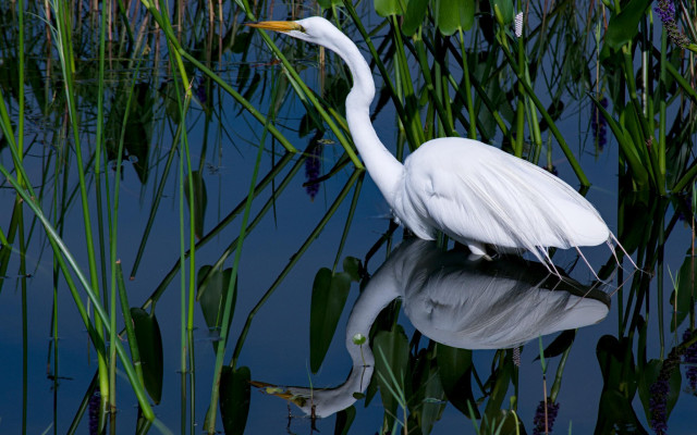Great Egret stalking through pickerelweed, its reflection mirrored in still marsh water. Merritt Island National Wildlife Refuge, Florida. 27 June 2026.