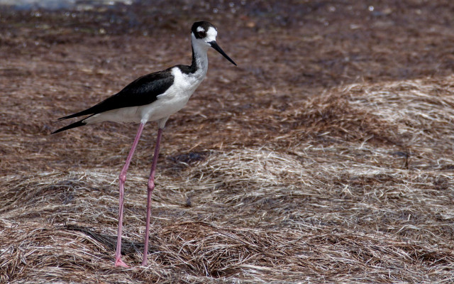 A Black-necked Stilt stands among dried marsh grasses at Merritt Island National Wildlife Refuge, Florida. 27 June 2026.