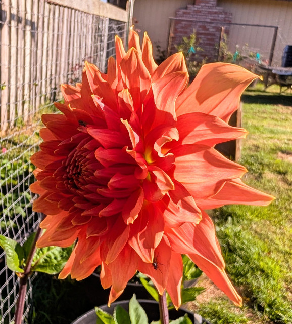 A burnt orange color dahlia blossom large size. 
I didn't notice the bugs on it until now. 
Hello bugs. 