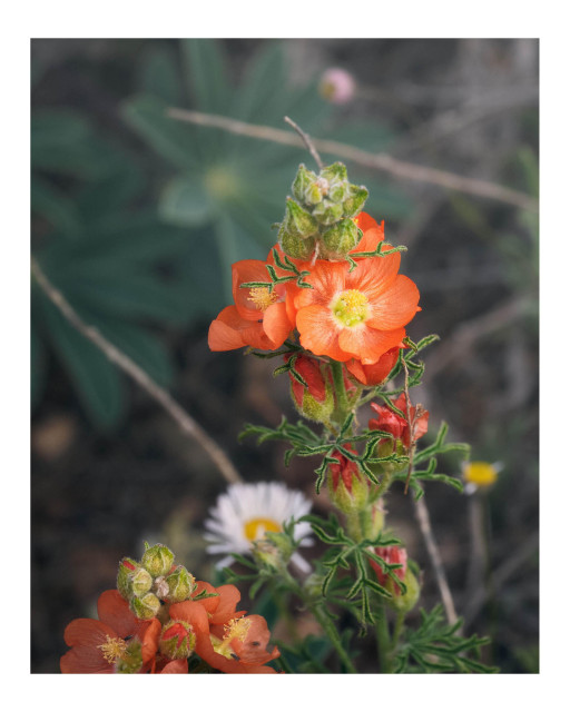 Close-up of orange wildflowers with yellow centers and fuzzy green buds, with a blurred white daisy and muted desert vegetation in the background.