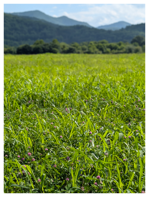 A lush green meadow with tall grass and scattered small pink wildflowers in the foreground; a line of trees and hazy, blue-tinted mountains rise in the background under a partly cloudy sky.