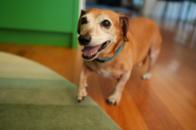dachshund-mix is smiling and trotting towards the camera on a wood floor with a green rug
