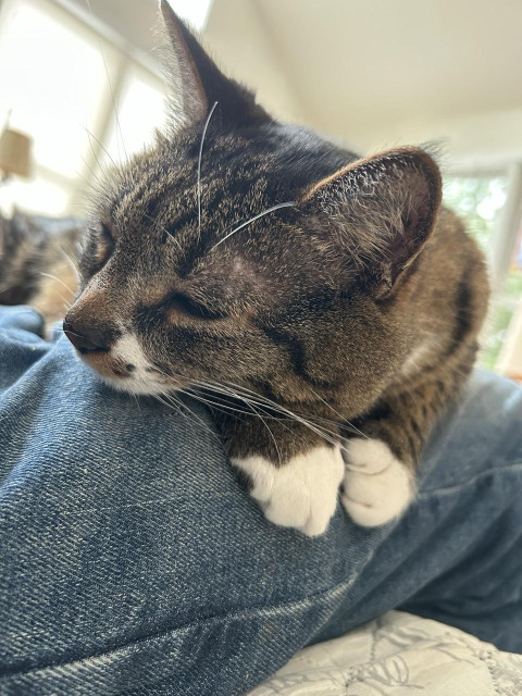 A tabby cat on a lap with two white feet over the edge of blue jeans. 