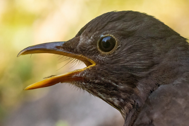 Portrait einer Amsel