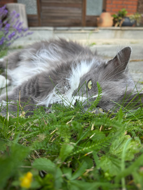 En grå och vit katt ligger på sidan med huvudet vilande i gräset och halvt öppna gulgröna ögon. Bakom ur fokus en entré.