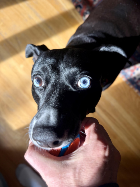 Bubbles the dog, allowing me to hold the tennis ball she has in her mouth but not anything more than that.

The heterochromia in her right eye is highly visible (the right iris is half blue and half brown).