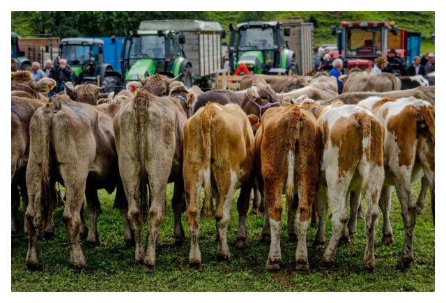 You are standing in the middle of a lively, traditional Alpine cattle drive known as "Viehscheid." In the foreground and middle of the image, a large herd of cattle is gathered closely together, all seen from behind. The cows stand on lush, bright green grass. Their coats show a variety of warm colors — many are light brown, reddish-brown, or creamy beige, while others are white with large brown patches. Some animals have blue or colored markings painted on their backs, and a few wear halters or bells. Their tails hang down and their hind legs are firmly planted on the meadow. In the background, several large agricultural tractors are lined up along with trailers and transport vehicles. A group of people, mostly older men and women, are standing among and behind the animals. Some are wearing traditional clothing or hats, observing the scene. The atmosphere feels rural and festive, with the cattle being brought down from the high alpine pastures at the end of summer to be returned to their owners. The setting is outdoors on a green meadow with trees and rolling hills visible in the far distance. The overall mood is authentic, lively, and deeply rooted in Alpine farming tradition.