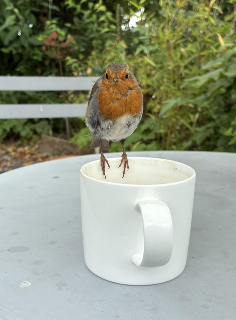 Photo of an Eurasian robin perched on the rim of a white coffee cup on a grey bistro table, the back of a chair behind. He is looking at me in the fairly certain expectation that I will go and get him some mealworms. He and his mate are feeding chicks.