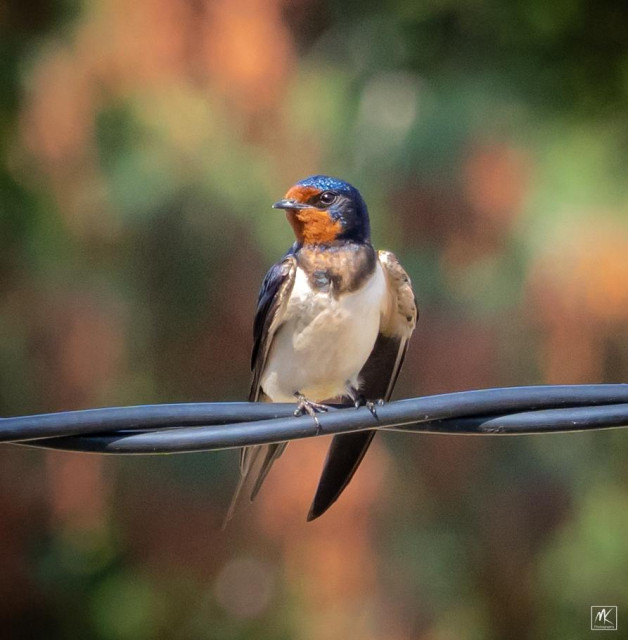 Color photo of a barn swallow with an orange face and iridescent blue on top of its head perched on a twisted pair of cables. 