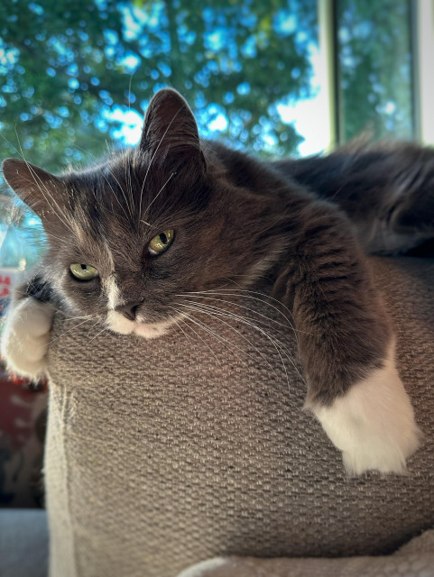 En grå och vit långhårig katt ligger på armstödet på en grå soffa och plirar mot kameran 