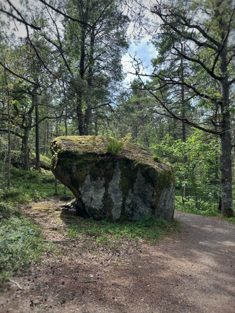 Ett stort jättekast ligger mitt på en skogsstig med två tofsar bräken och mossa som växer ovanpå och träd runtomkring 