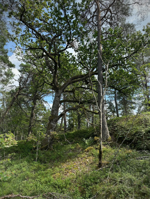 Träd sträcker sig mot varandra i en grön skogsbacke och en blå himmel med rusiga vita moln som skymtar genom lövverket 