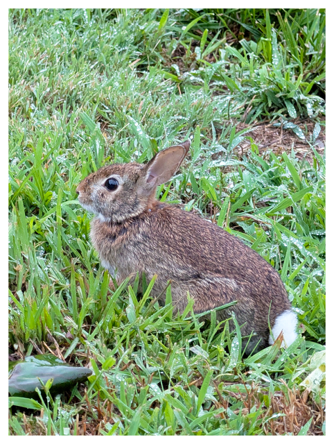 profile of a small brown rabbit with a white tail sits alert in lush, dewy grass, ears upright blending into the green and brown surroundings.