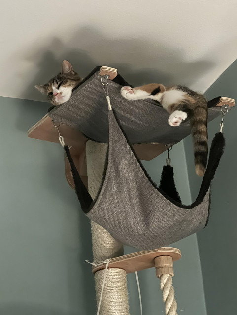 Sköldpaddsfärgad katt ligger högst upp i klätterträd och sover med ben och svans hängande över kanten.