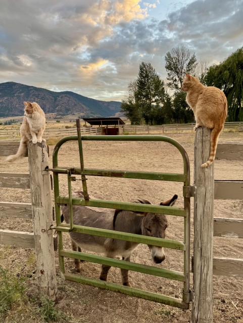 Two orange cats standing on fence posts, with a donkey peeking out through the fence gate