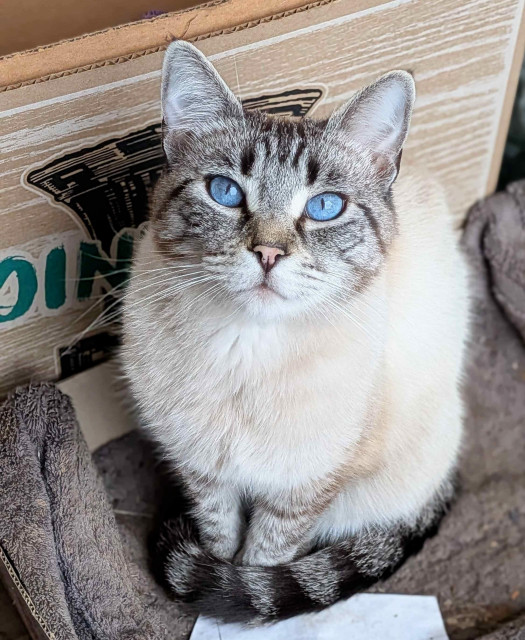 A black and white cat is sitting while looking up at the camera. 