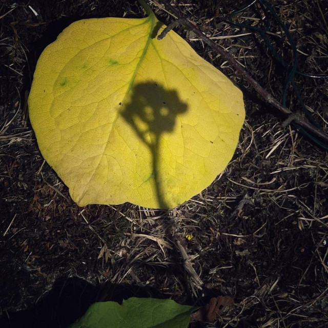 The shadow of a plant on a yellow leaf looks like a friendly creature waving in greeting.