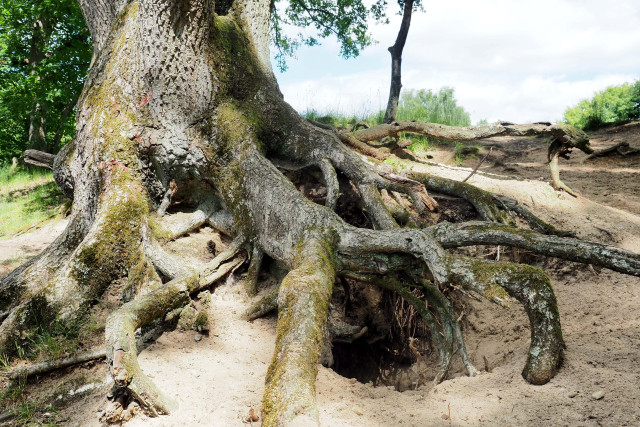 Eine alte Eiche am Ufer eines Teiches, viele Wurzeln liegen frei im Sand, doch der Baum scheint dennoch fest verwurzelt zu sein. Das Foto zeigt den unteren Teil des Stammes und die Wurzeln, die sich in den Hang zu graben scheinen. 

An old oak tree on the bank of a pond; many of its roots are exposed in the sand, yet the tree still appears to be firmly rooted. The photograph shows the lower part of the trunk and the roots, which seem to be burrowing into the slope. 