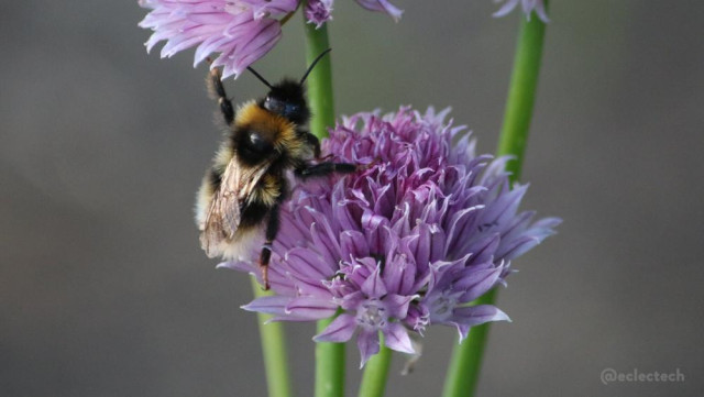A photo of a purple fluffy chive flower with a fluffy white bottomed bee on its left hand side, preparing to climb up to the flower above. 