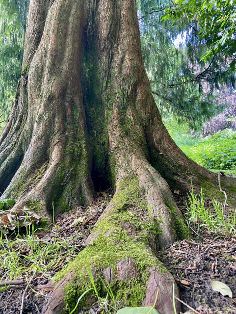 The base of a beautiful tree trunk, twisting lightly as it goes up, with green moss on the exposed roots. 