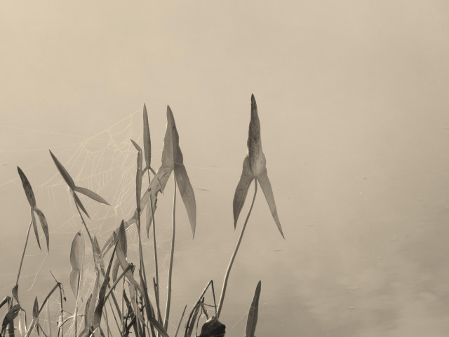 Monochrome closeup of a plant called broadleaf arrowhead (Sagittaria latifolia), set against the calm  waters of a lake. Some of the leaves are catching the morning sun, while others are shaded. A spider's web clings to some of the leaves and stems. 