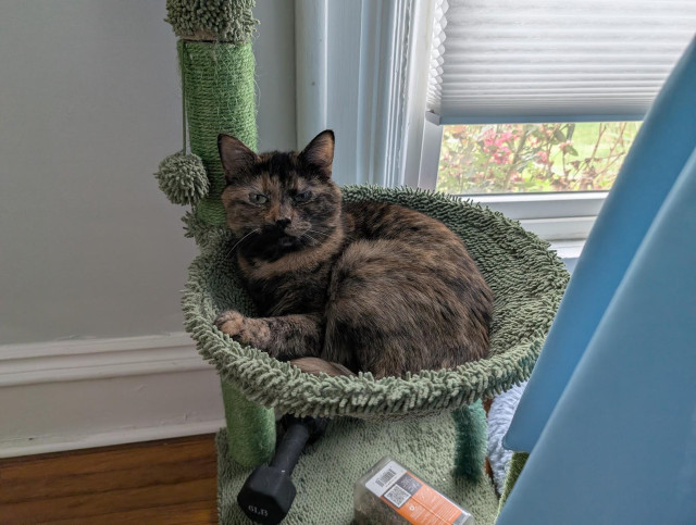 Soot, a tortie looking grumpy lumpy while sitting in a green cacuts-themed cat bed.