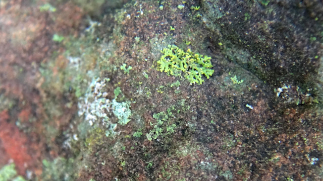 Damp red sandstone mottled with black, sprinkled with young feathery candleflame lichens.
