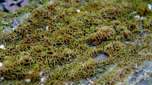 iNaturalist tells me this is Xylodon flaviporus growing on my porch, but all I can see is what looks like a little bleached corral reef covered in algae.