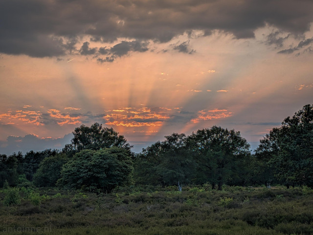 A sunset over a natural landscape, featuring sunbeams radiating upward and outward from behind a bank of low clouds.

A dense line of mature, leafy trees cuts horizontally across the middle of the photograph. The horizon glows with a warm, orange, peach, and soft pinks.

The bottom third of the image consists of a wide open heathland. The ground is covered in low-lying, scrubby vegetation, bushes, and patches of grass.