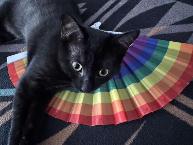 Tenētkē, a black kitten, on her rainbow pride hand fan