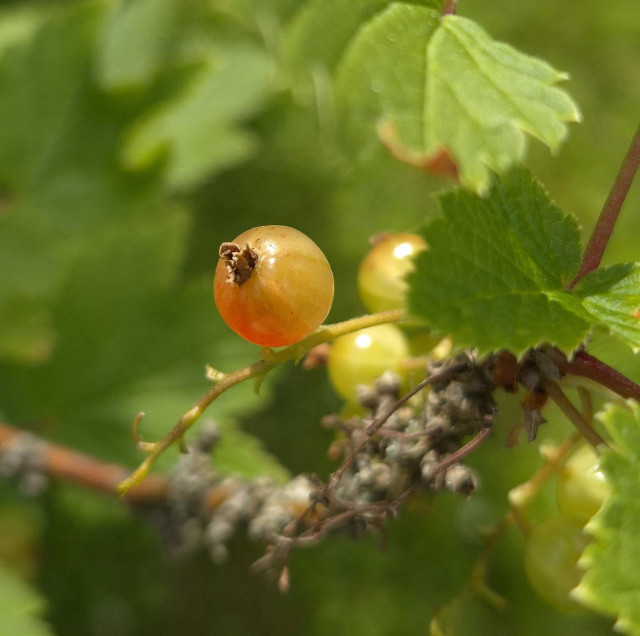 A red currant that is already slightly red on one side.