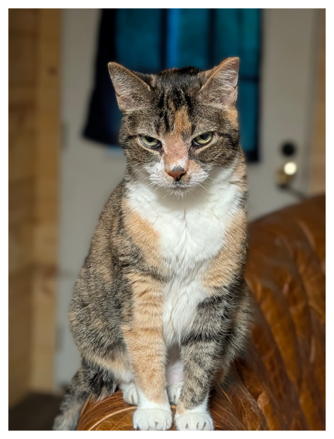 a calico cat with green eyes and a serious (disapproving) expression sits upright on the back of a brown leather couch. The background is softly blurred, showing a wooden wall, a door, and a dark blue curtain. 