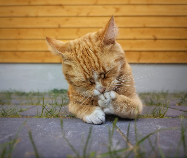 A ginger tabby cat lies on its belly on a grey stone pavement, grooming its front paws. Its eyes are closed in concentration, ears pointed upwards, and long white whiskers extend from its cheeks. The cat’s fur is a warm orange with subtle tabby stripes, and its paws are white. Around it, patches of green grass grow between the stone slabs, with a wooden wall featuring horizontal slats and a white lower section in the softly blurred background.