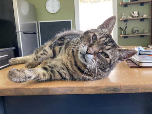 Tabby cat lounging on his side on a light wood table next to a closed laptop and pair of glasses. His head is up as he gazes into the camera. 