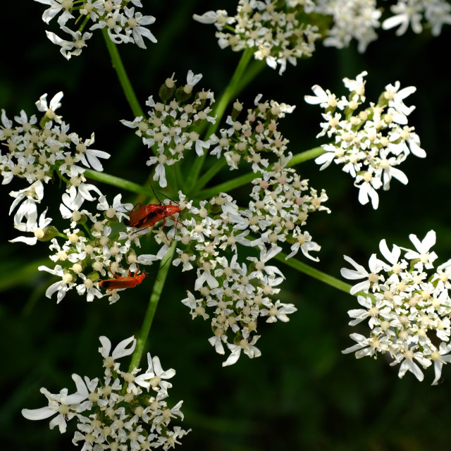 A close-up of a white-flowered plant with many separate heads composed of individuals flowers with petals of uneven lengths. The heads are held on slim green stems. On two of the heads are three red and black insects, one on its own and the other two mating.