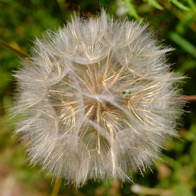 A close-up of a seed head with fluffy ends, rather like a dandelion. The fluffy parts are white while the stems holding them are a yellowy colour. The seeds themselves are not visible. In the background are out-of-focus green leaves.