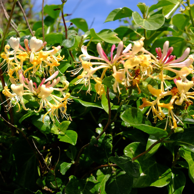 A hedge of shiny green leaves with protruding flowers coloured yellow, pink and white. Each flower has whorled heads of trumpet-shaped corollas with two lips, one curved up and the other curved down, and stamens protruding. Above the hedge is a glimpse of the a bright blue sky.